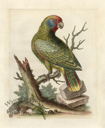 Edwards Parrot 04.jpg